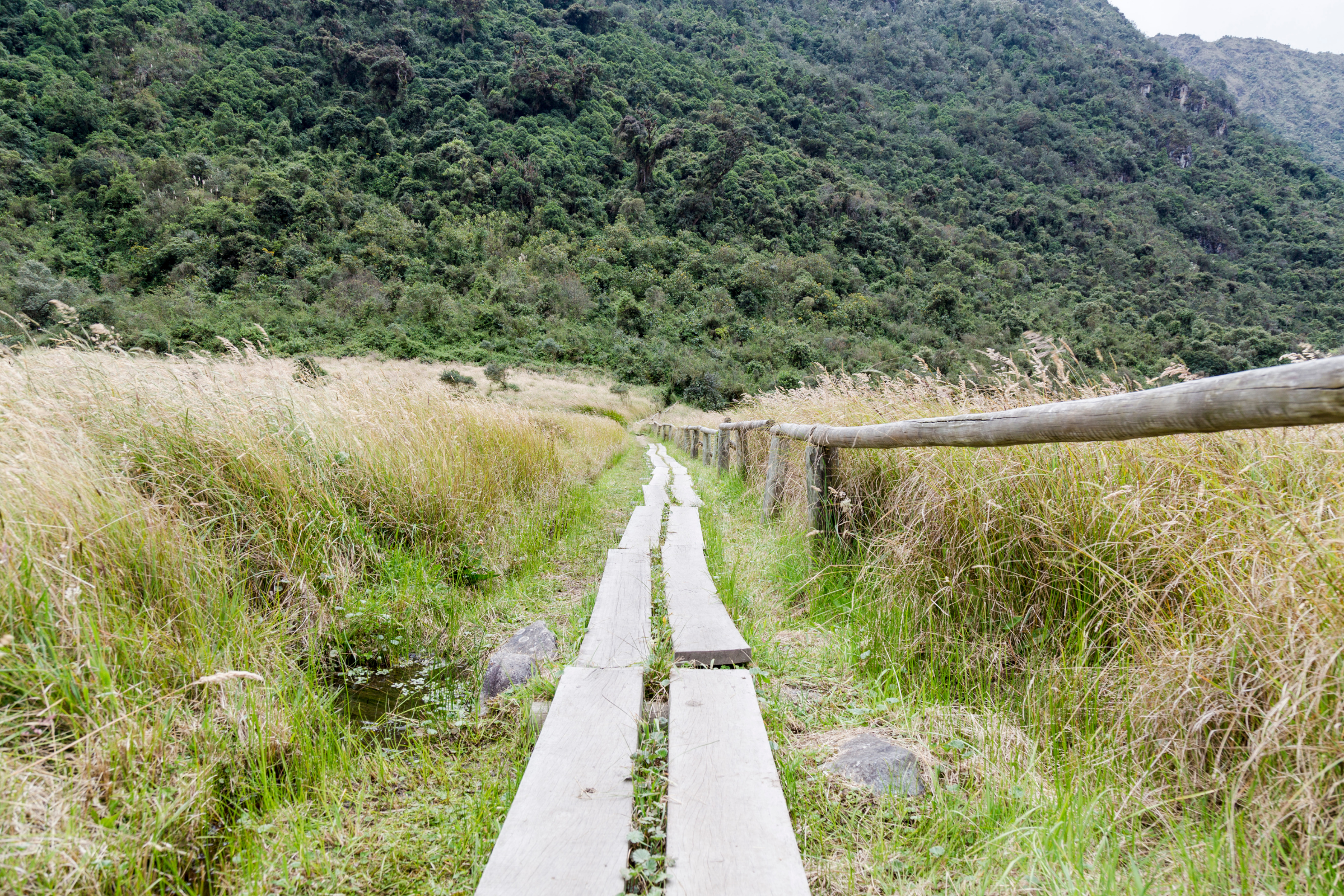 cajas national park (4).webp